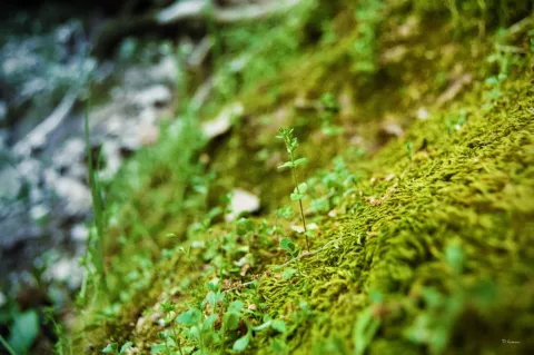 Naturaleza a pequeña escala